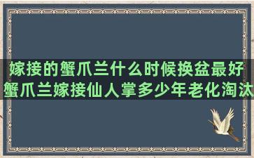 嫁接的蟹爪兰什么时候换盆最好 蟹爪兰嫁接仙人掌多少年老化淘汰